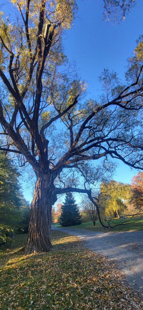 MONTREAL : lieux incontournables.