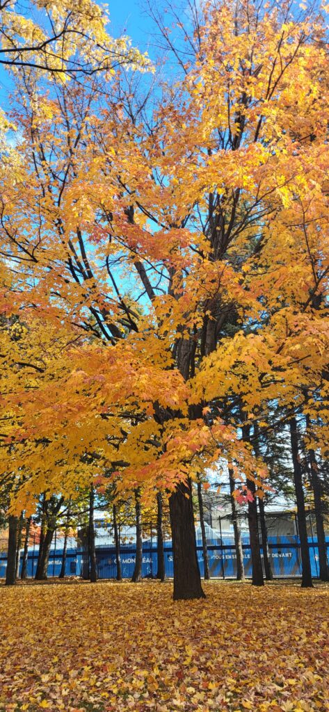 MONTREAL : lieux incontournables.